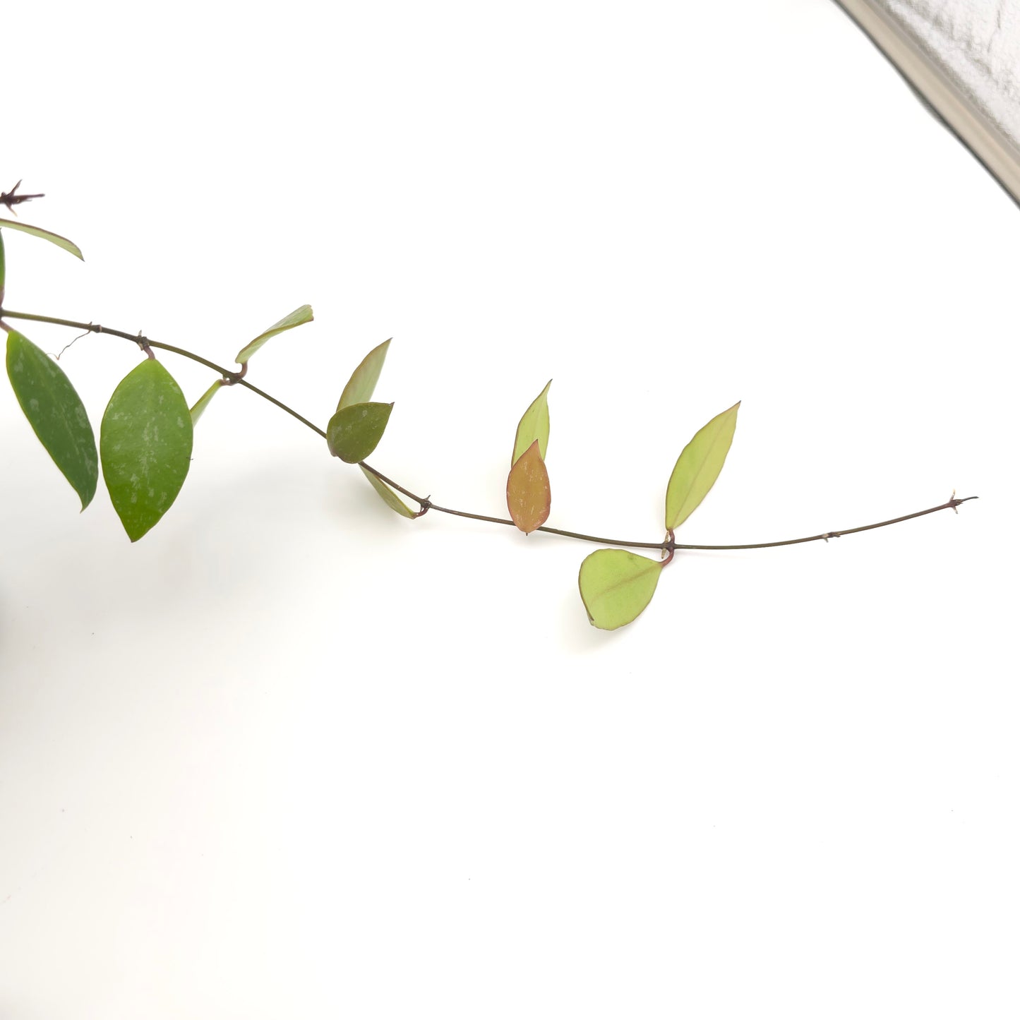 Hoya memoria (formerly gracilis) 4.5 inch hanging basket 243