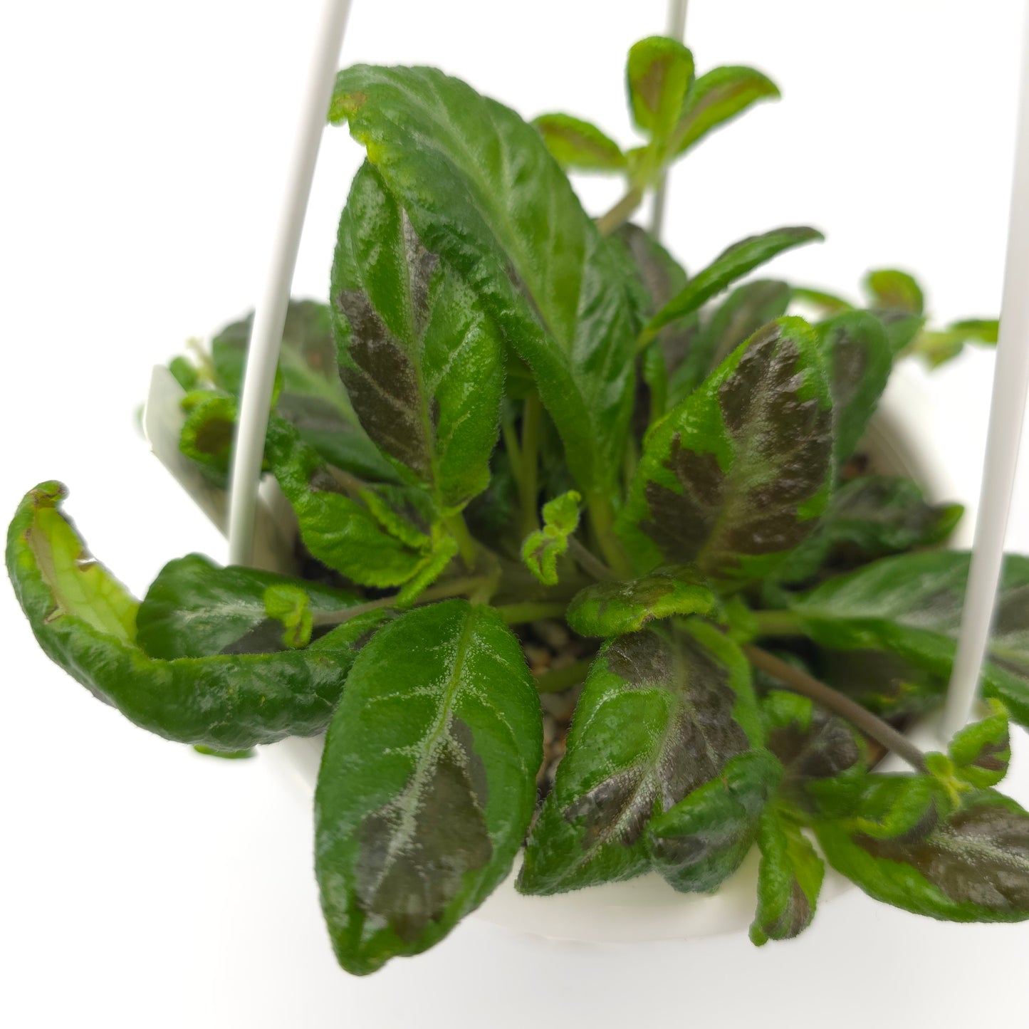 Episcia Sun Gold Chimera 4.5 inch hanging basket 754