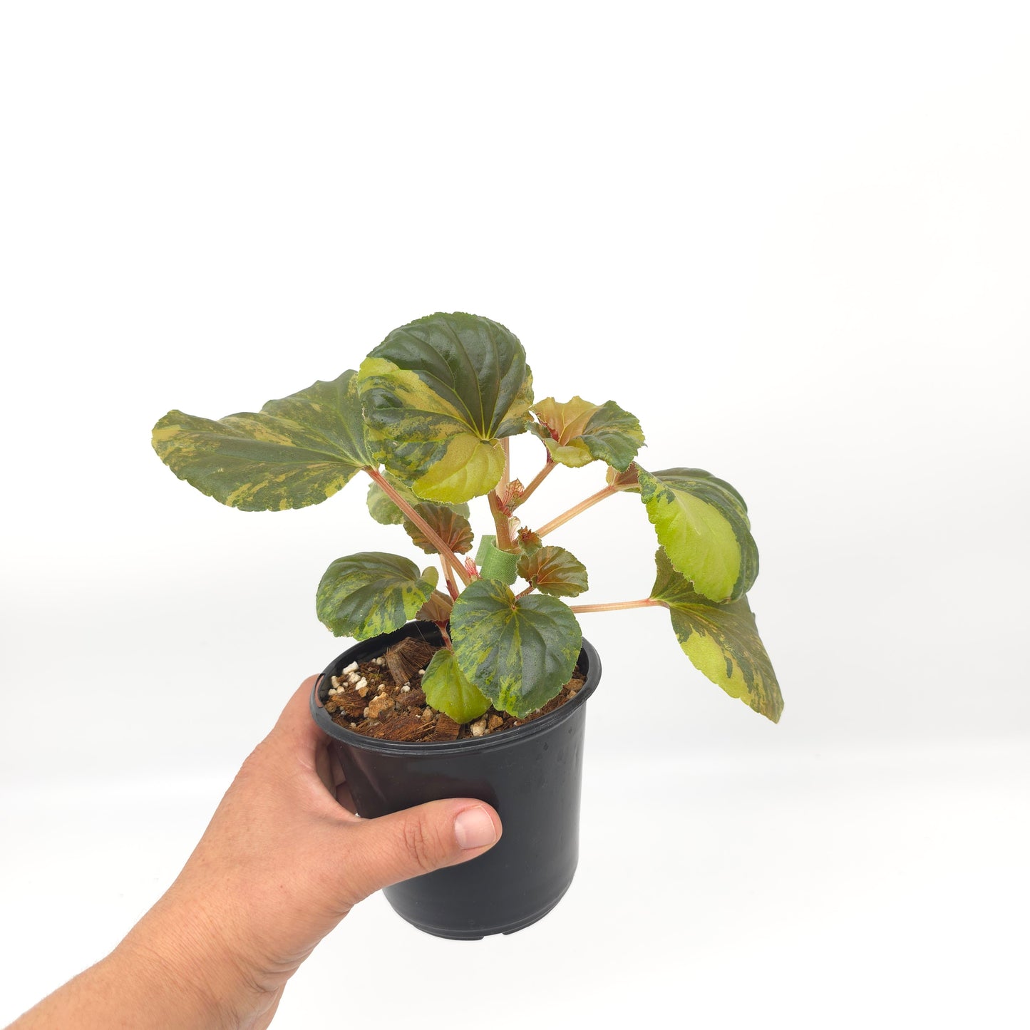 Begonia cucullata aurea variegata 4 inch pot 936
