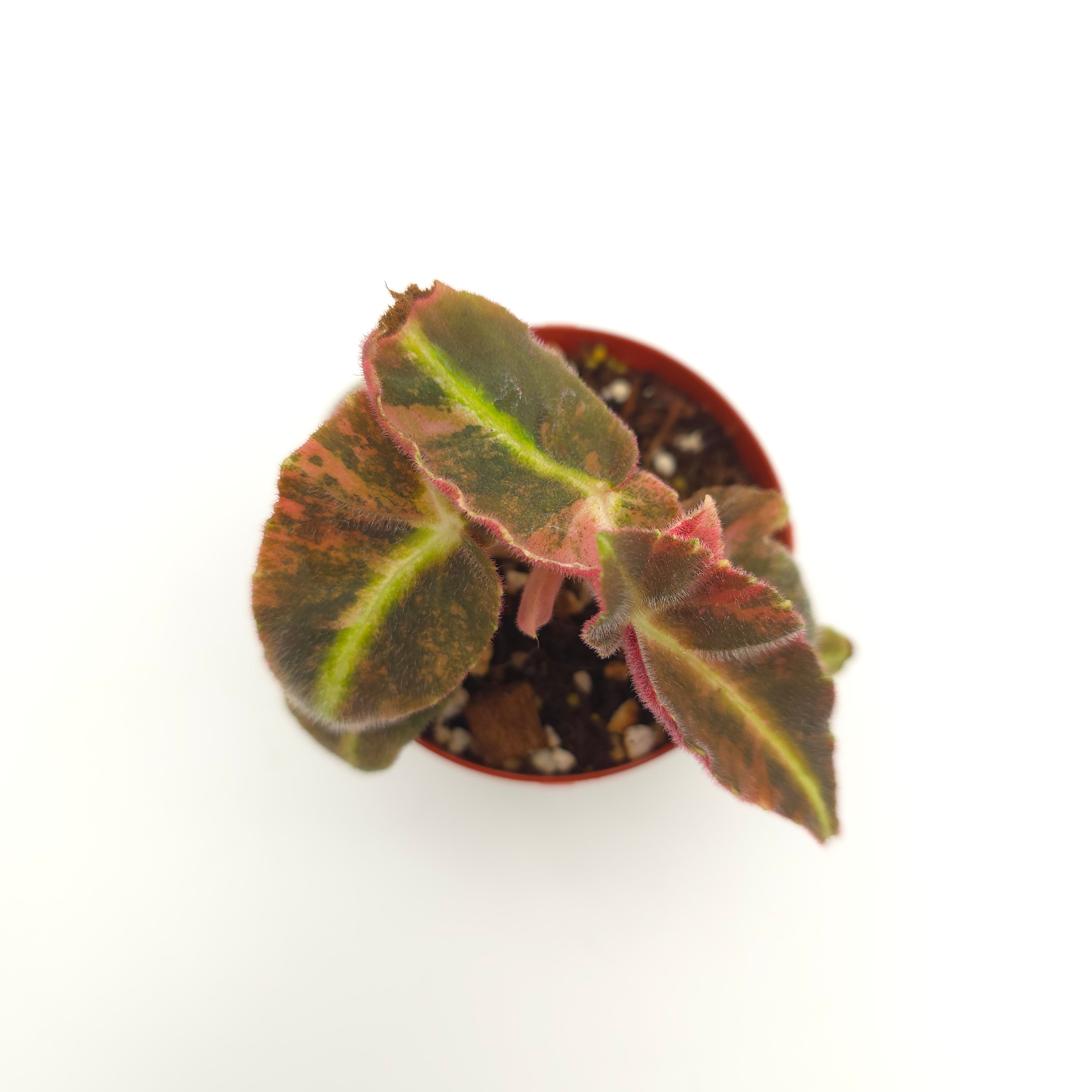 Begonia listada variegata 3 inch pot Growers Choice