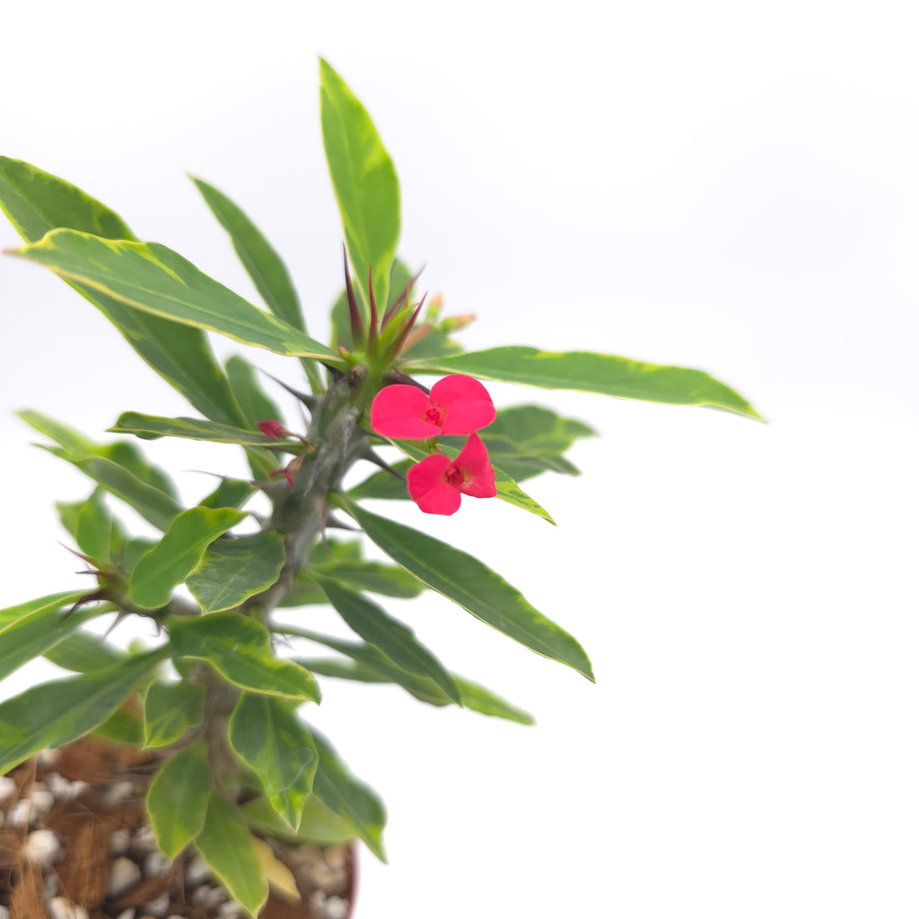 Euphorbia milli variegated (yellow variegated)