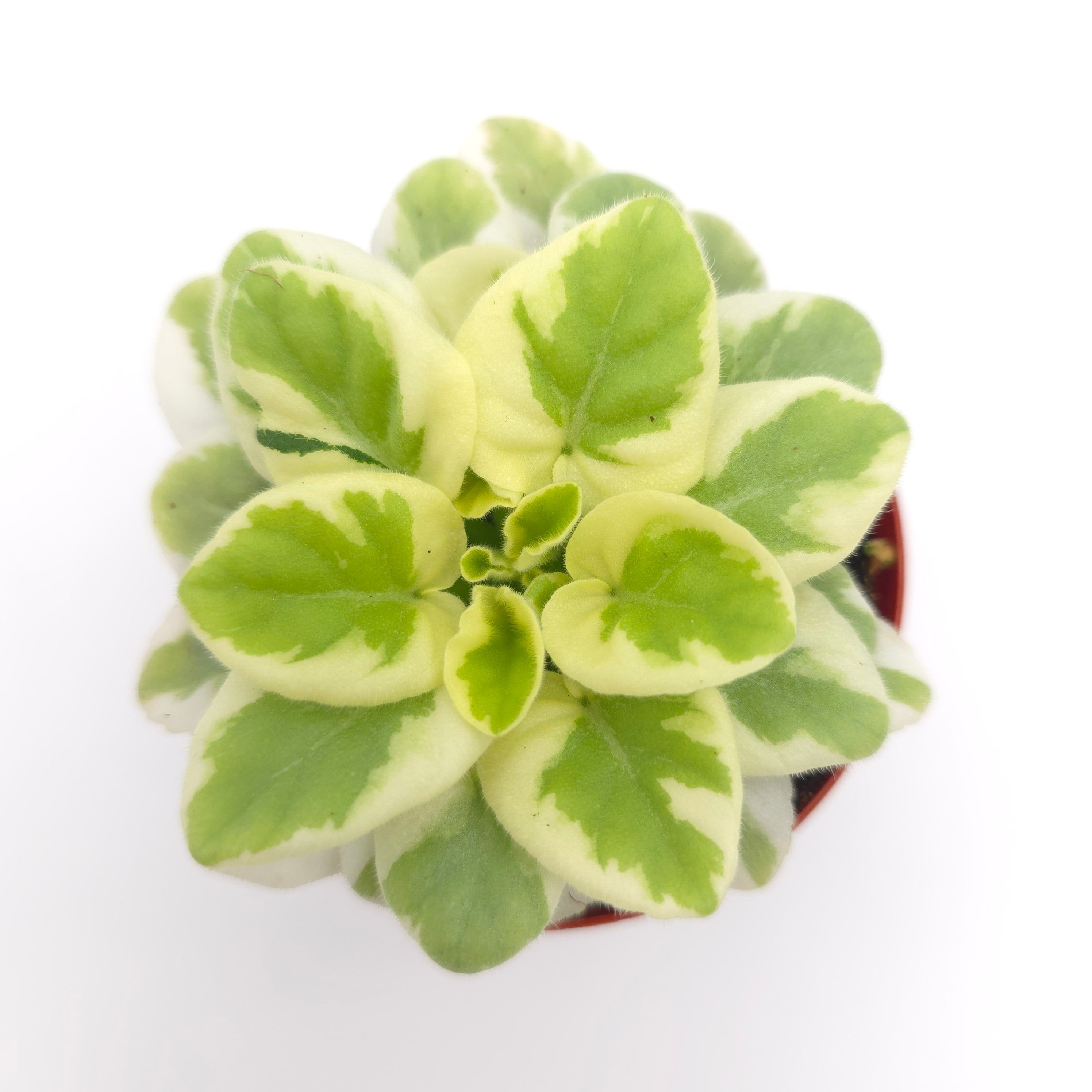 African Violet Balchug White Wolf 3 inch pot Growers Choice