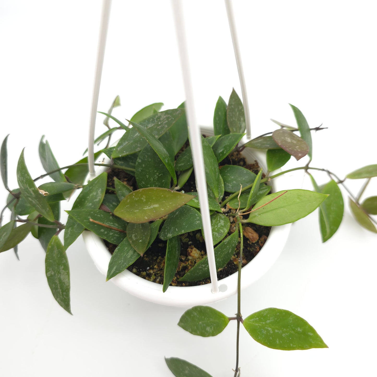 Hoya memoria (formerly gracilis) 4.5 inch hanging basket 243