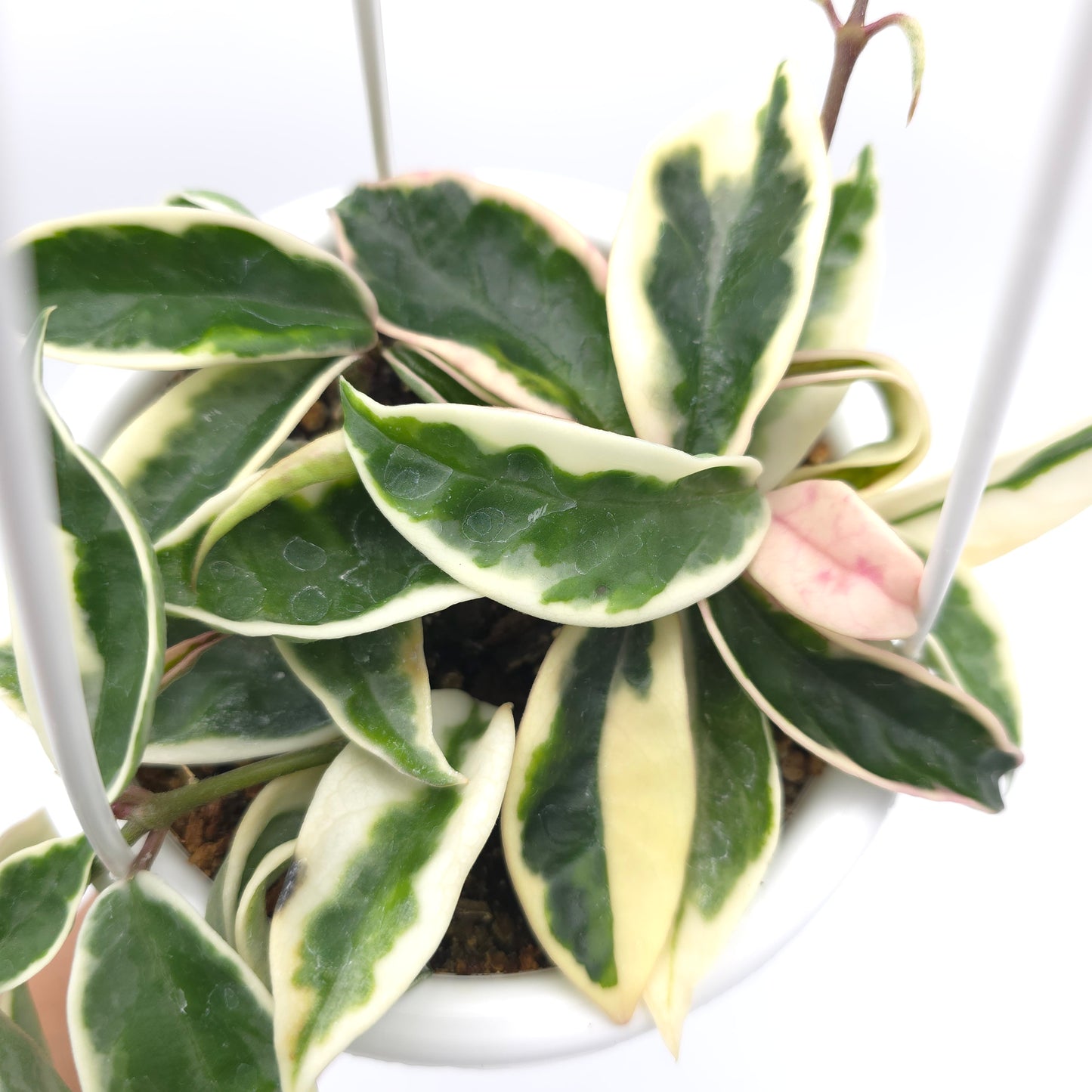 Hoya carnosa Suzie Q 4.5 inch hanging basket 364