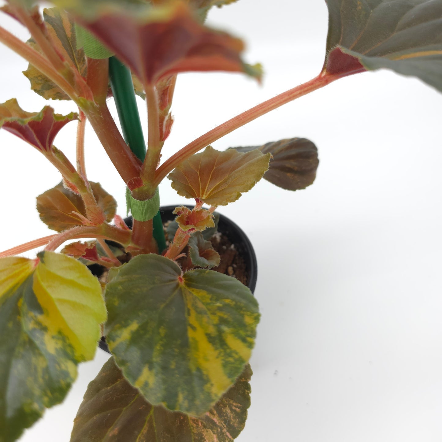 Begonia cucullata aurea variegata 4 inch pot