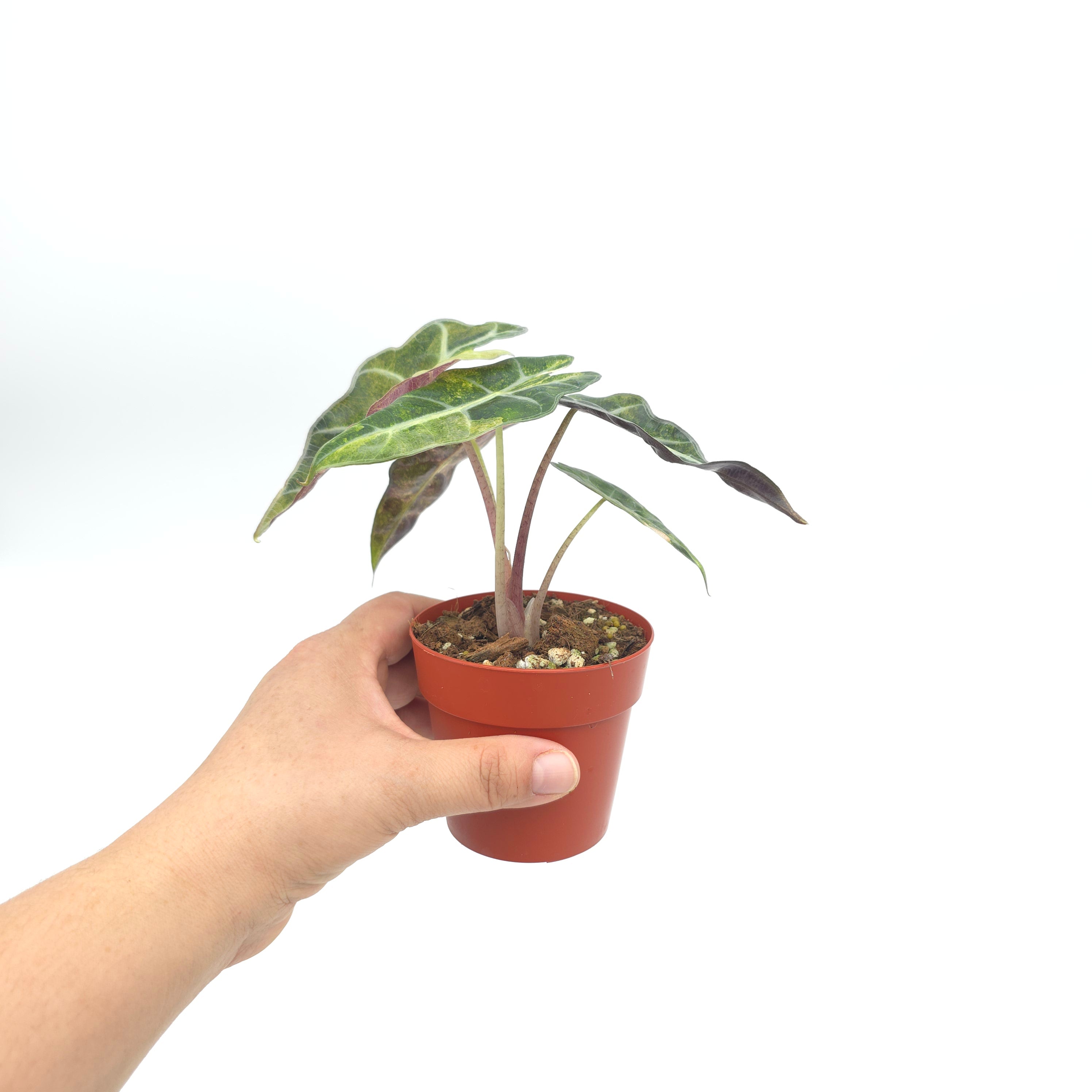 Alocasia Polly Yellow Splash (aka aurea variegated) 3 inch pot Growers Choice