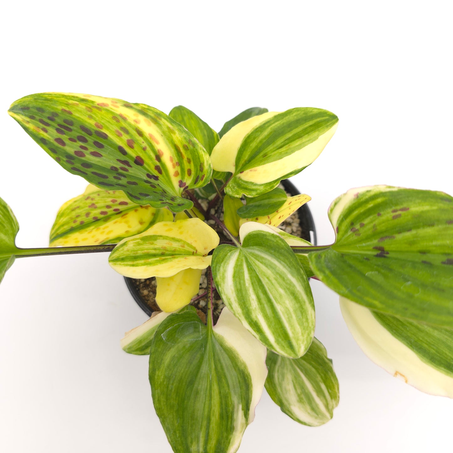 Drimopsis maculata variegata 4 inch pot 363