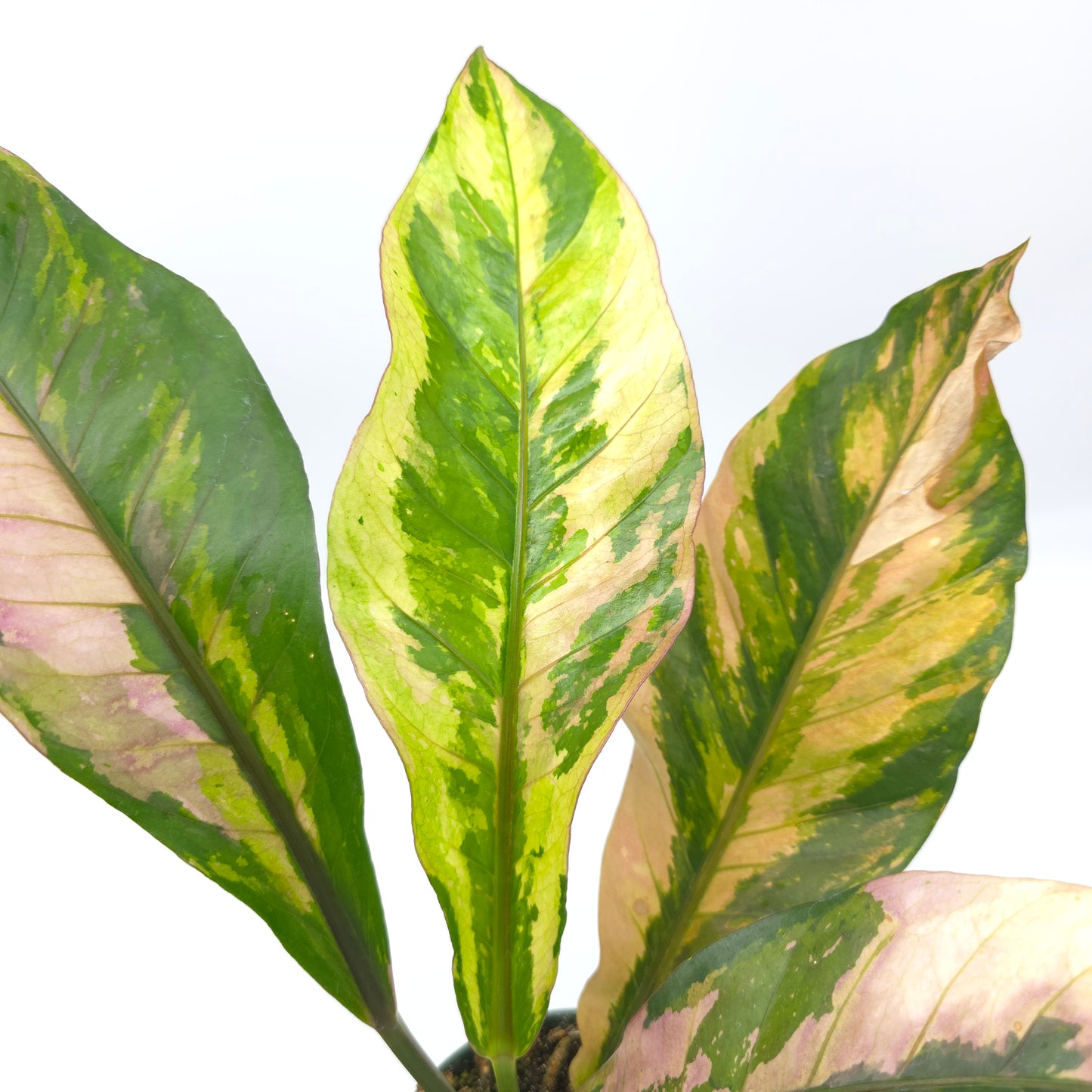 Anthurium Pink Camo 4 inch pot 650