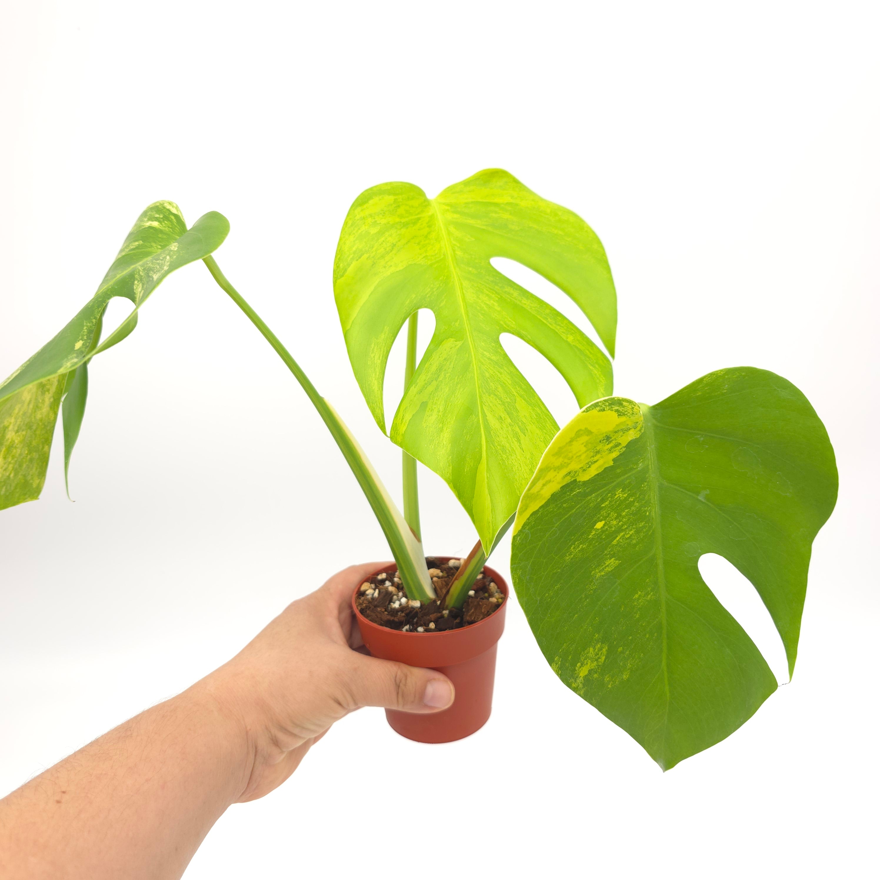 Monstera deliciosa small form aurea variegated (aka borsigiana) 3 inch pot Growers Choice