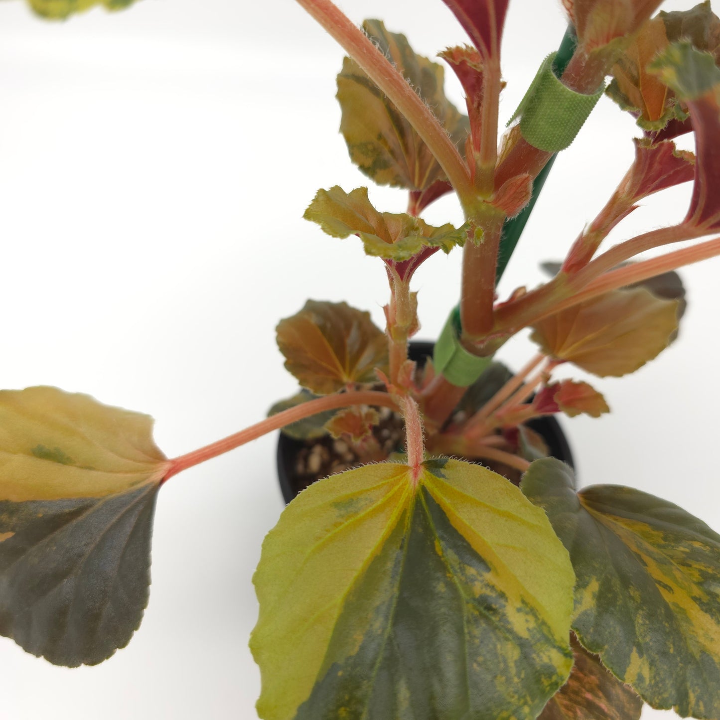 Begonia cucullata aurea variegata 4 inch pot