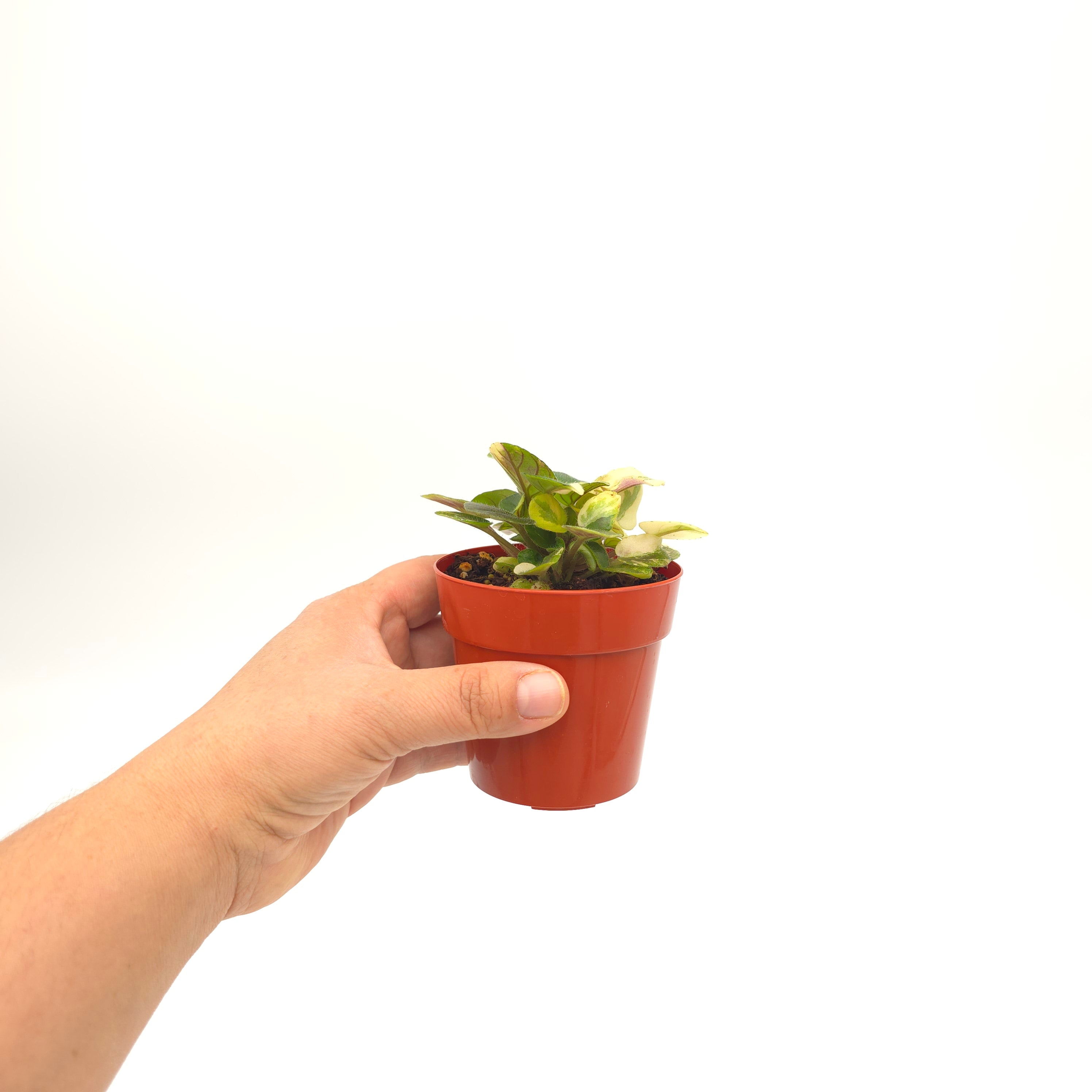 African Violet Jersey Rose Trail Sport