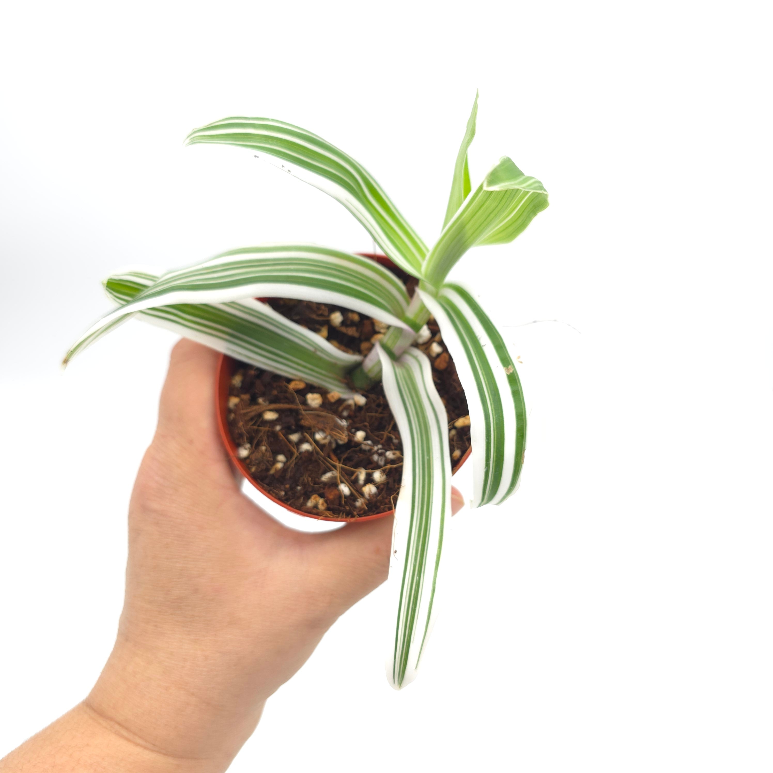 Murdannia lorformis variegata 3 inch pot Growers Choice