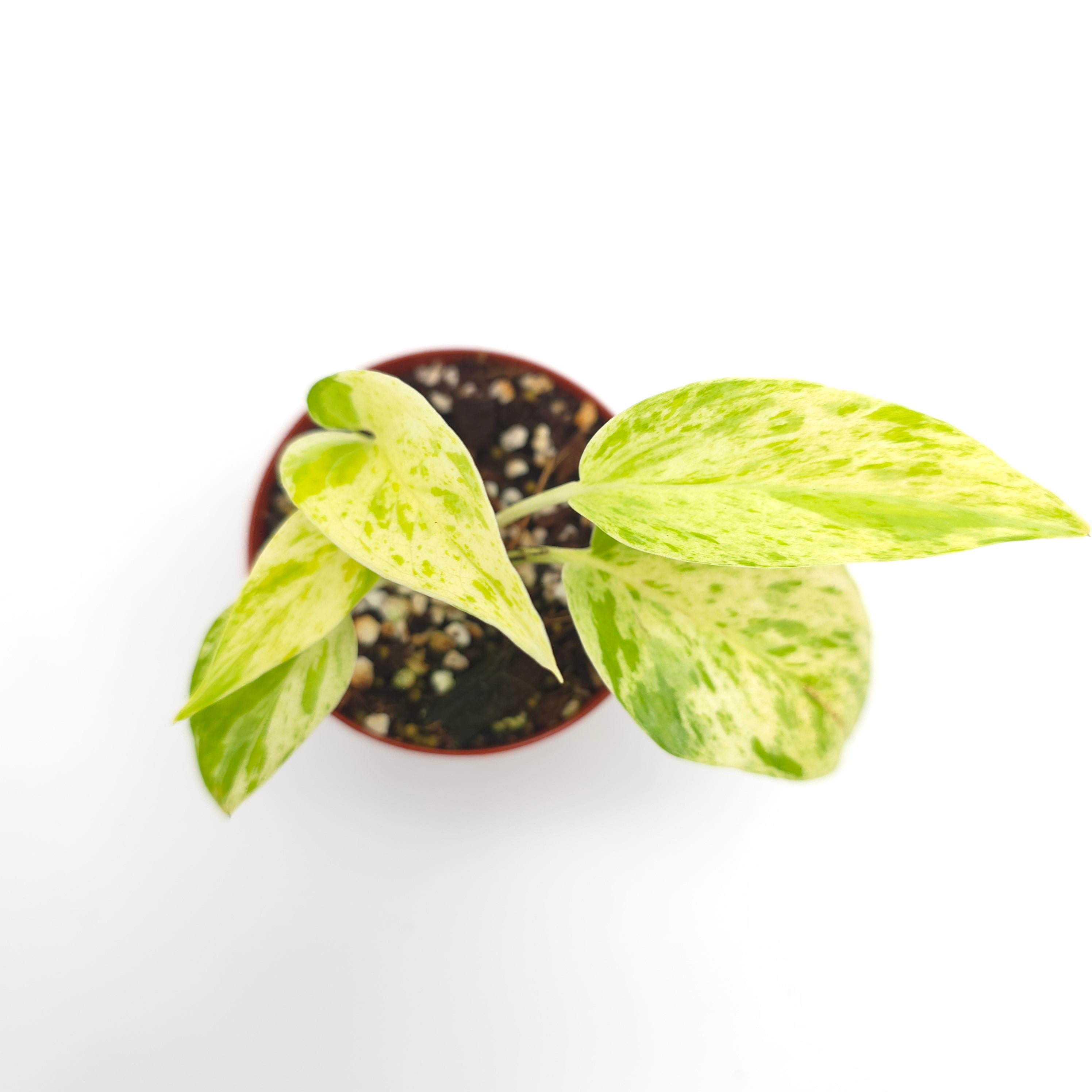 Epipremnum aureum Neon Marble  3 inch pot Growers Choice