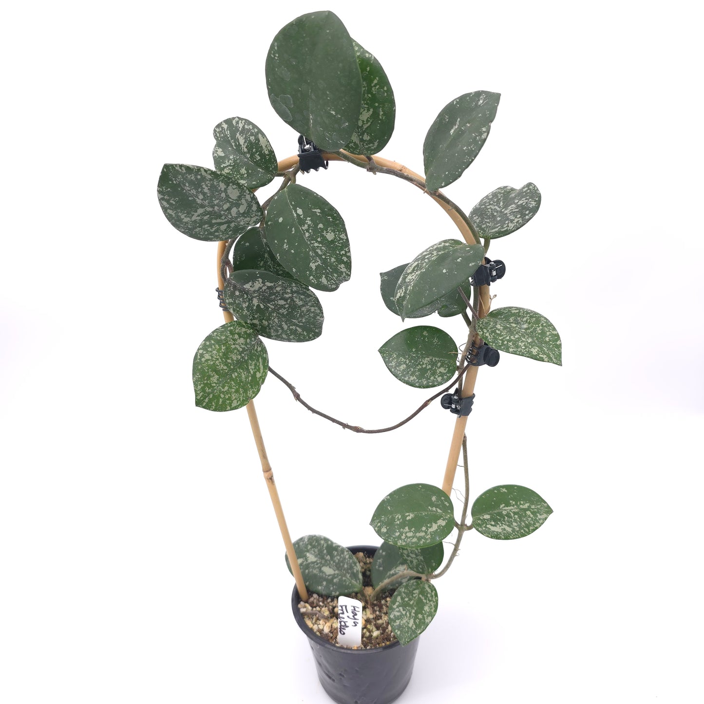 Hoya carnosa Freckles 4 inch pot 380