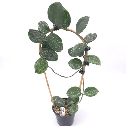 Hoya carnosa Freckles 4 inch pot 380