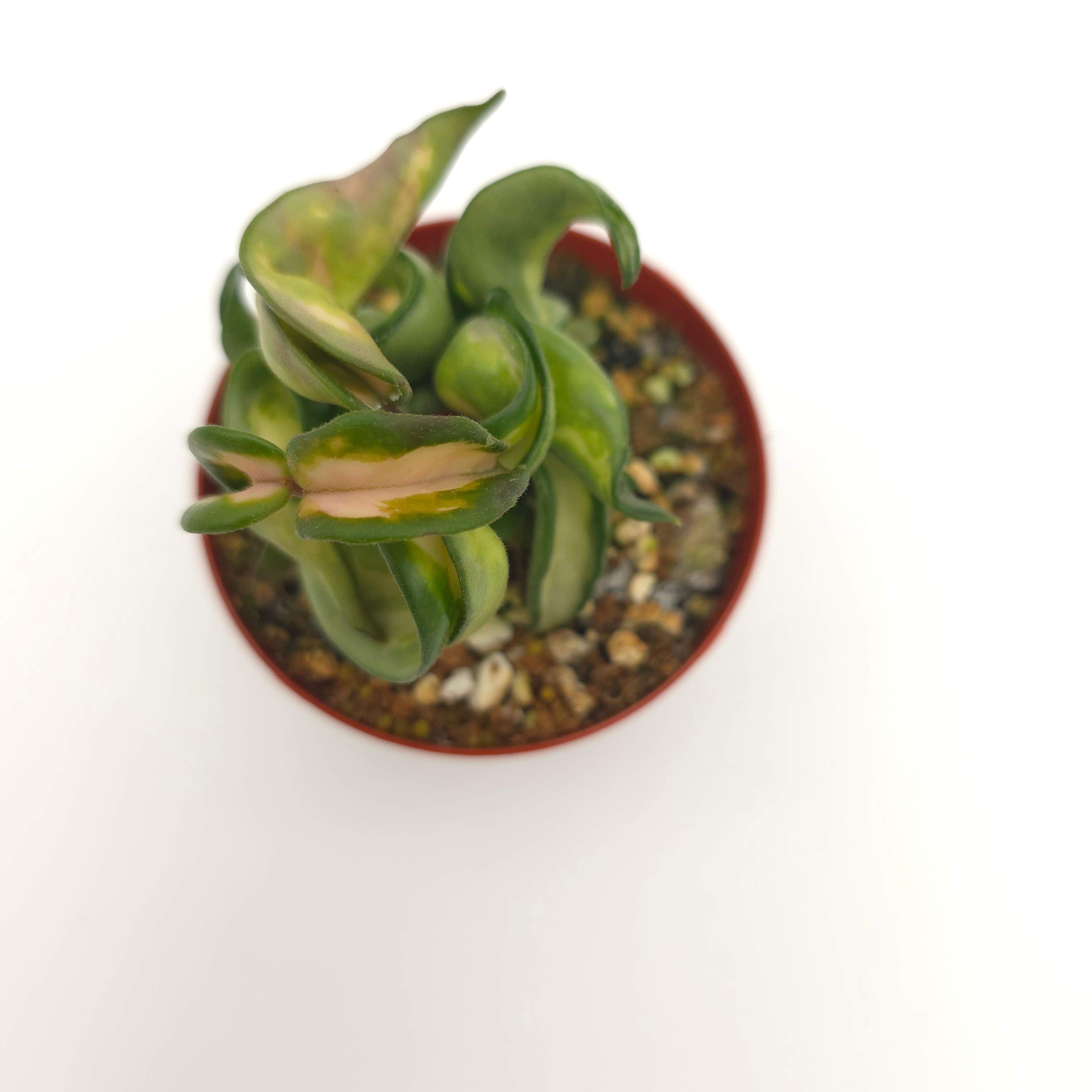 Hoya carnosa compacta 'Mauna Loa'