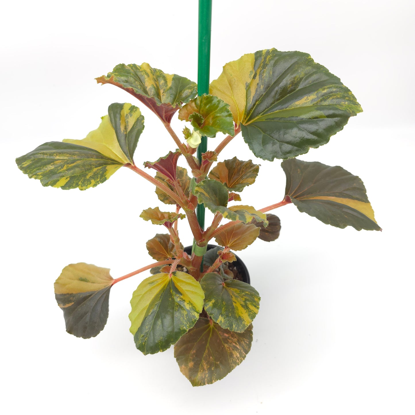 Begonia cucullata aurea variegata 4 inch pot