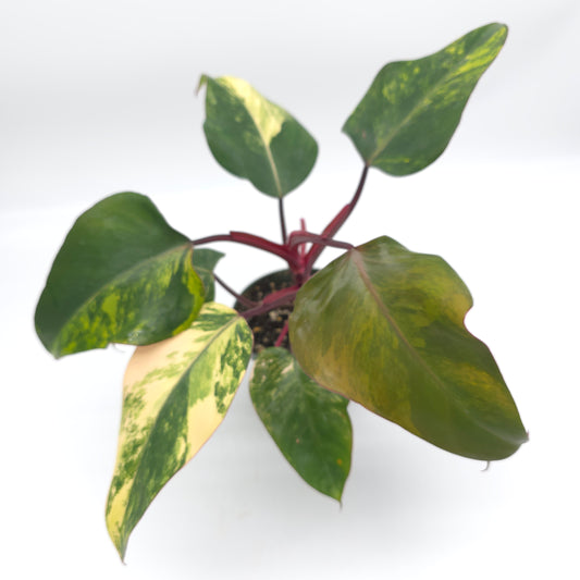Philodendron Strawberry Shake 4.5 inch pot 727