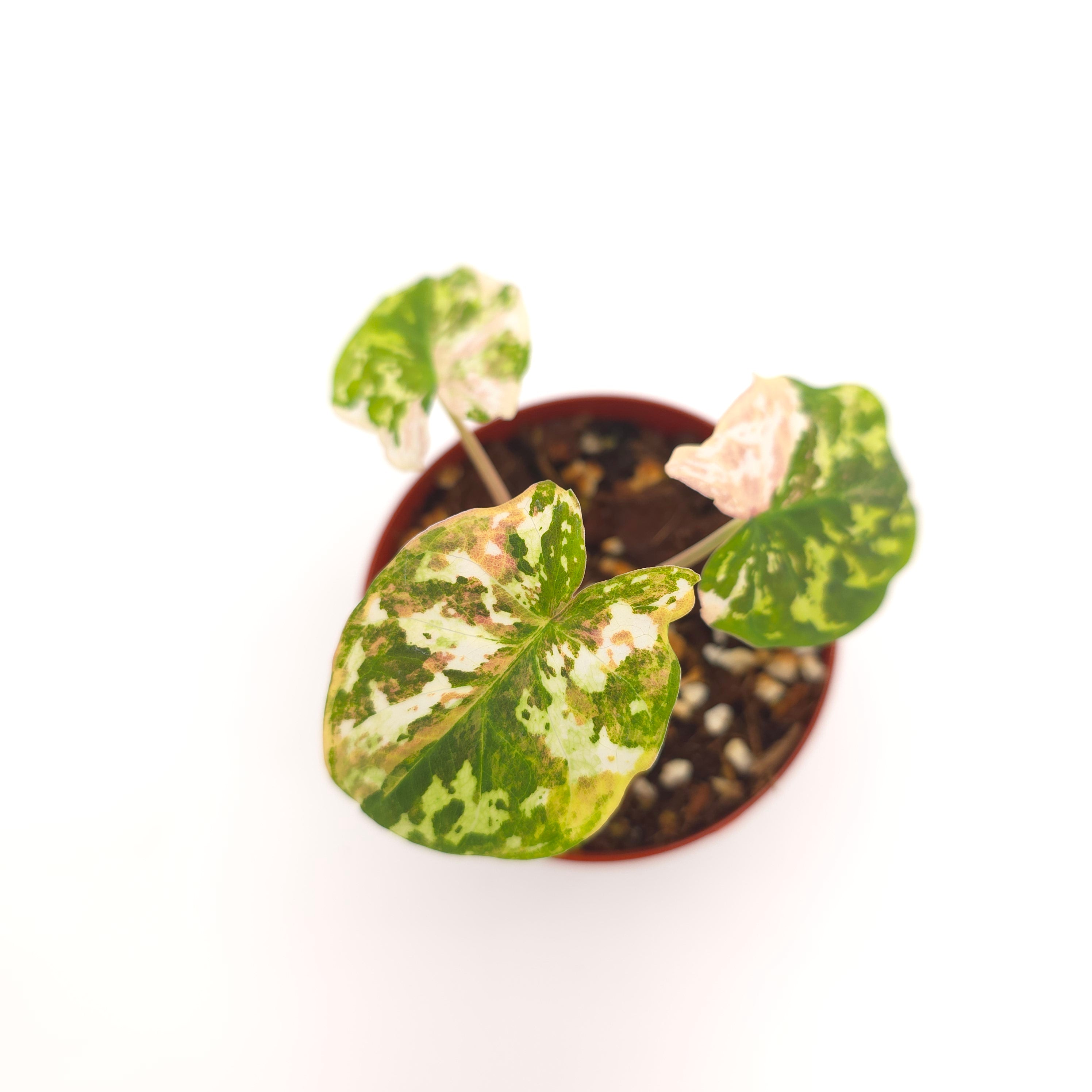 Caladium Fika Bliss (Hilo Beauty variegated) 3 inch pot Growers Choice