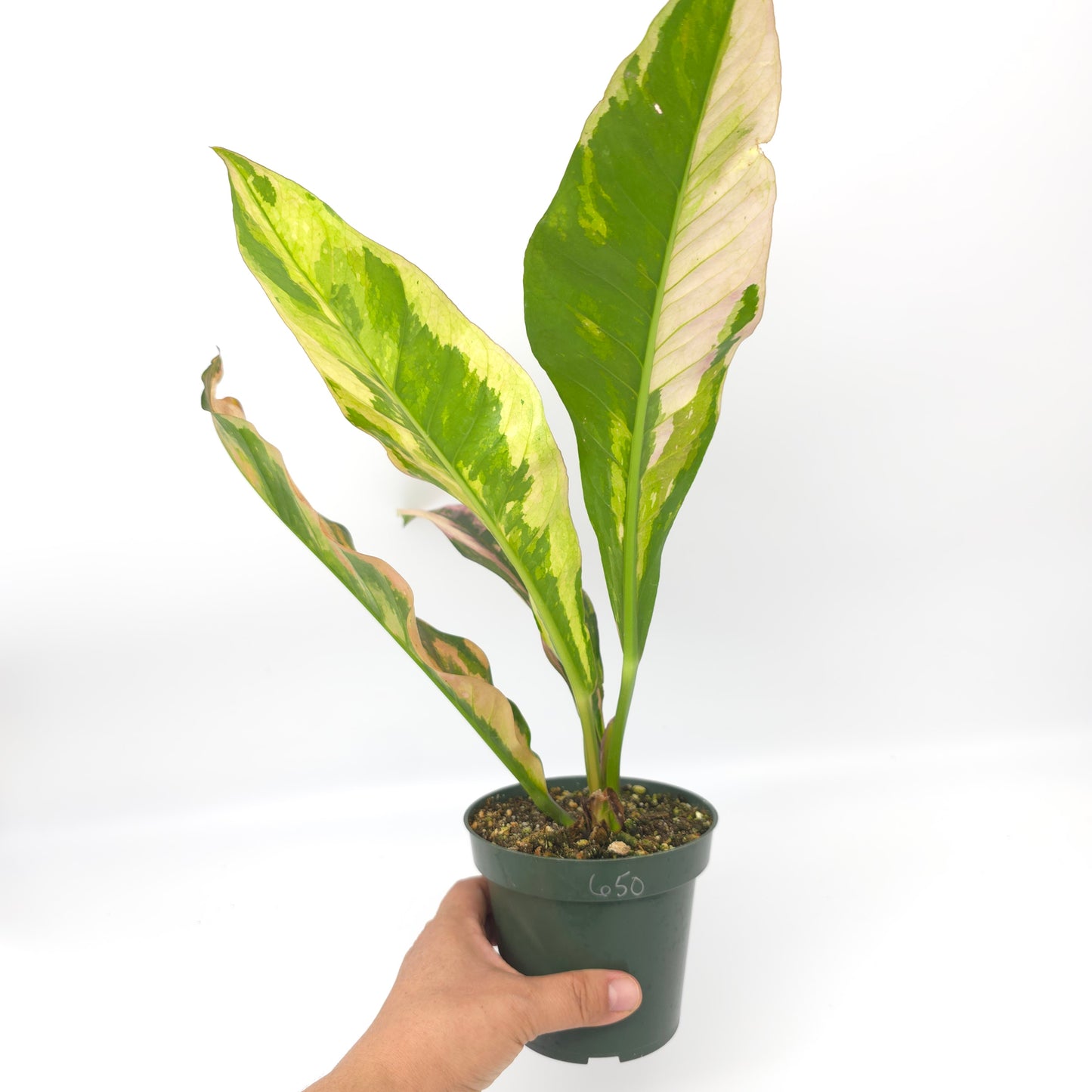 Anthurium Pink Camo 4 inch pot 650
