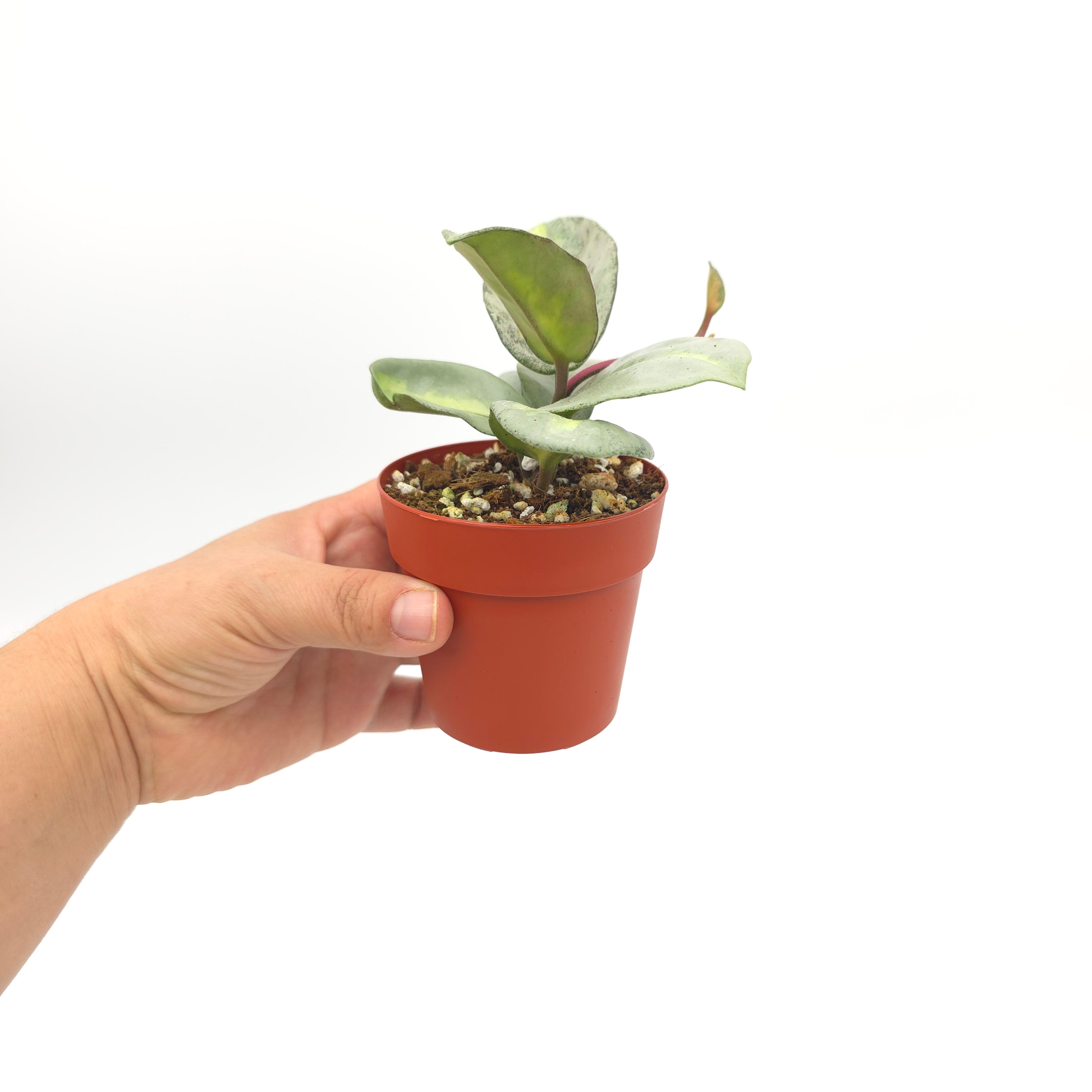 Hoya carnosa 'Argentea Princess' 3 inch pot Growers Choice