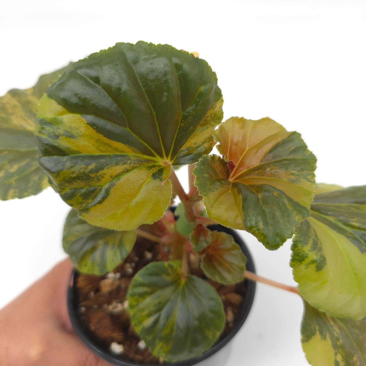 Begonia cucullata aurea variegata 4 inch pot 936