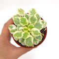 African Violet VA-Bank 3 inch pot Growers Choice