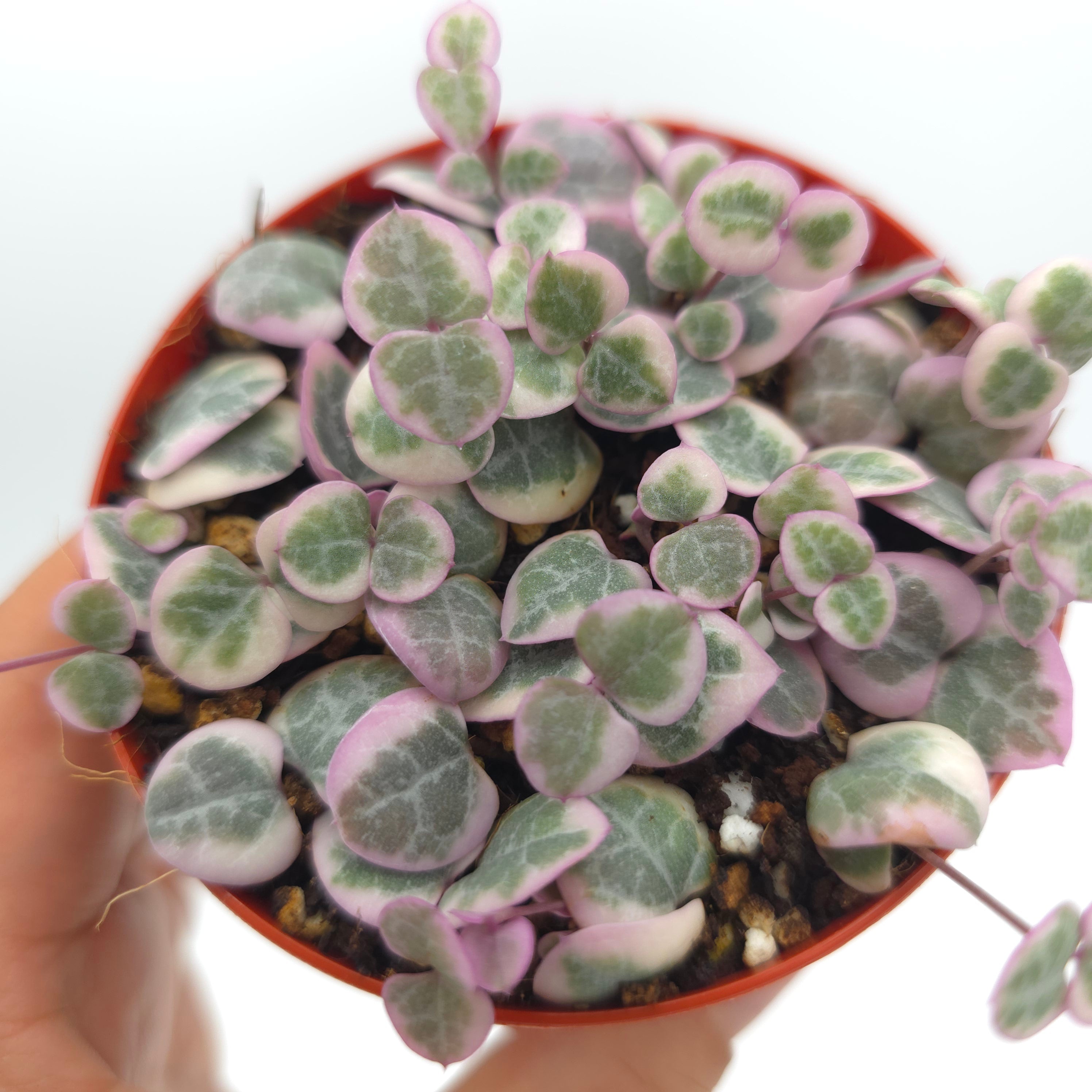 Ceropegia woodii variegata String of Hearts 3 inch pot growers choice