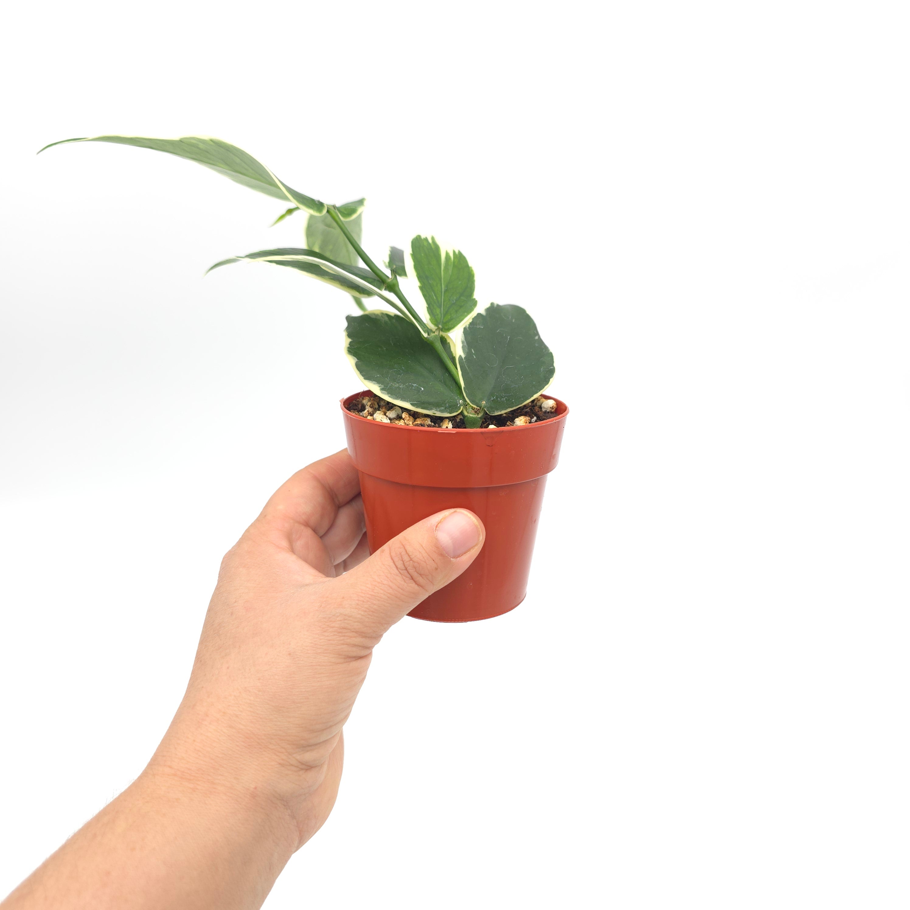 Hoya polyneura albomarginata  3 inch Growers Choice