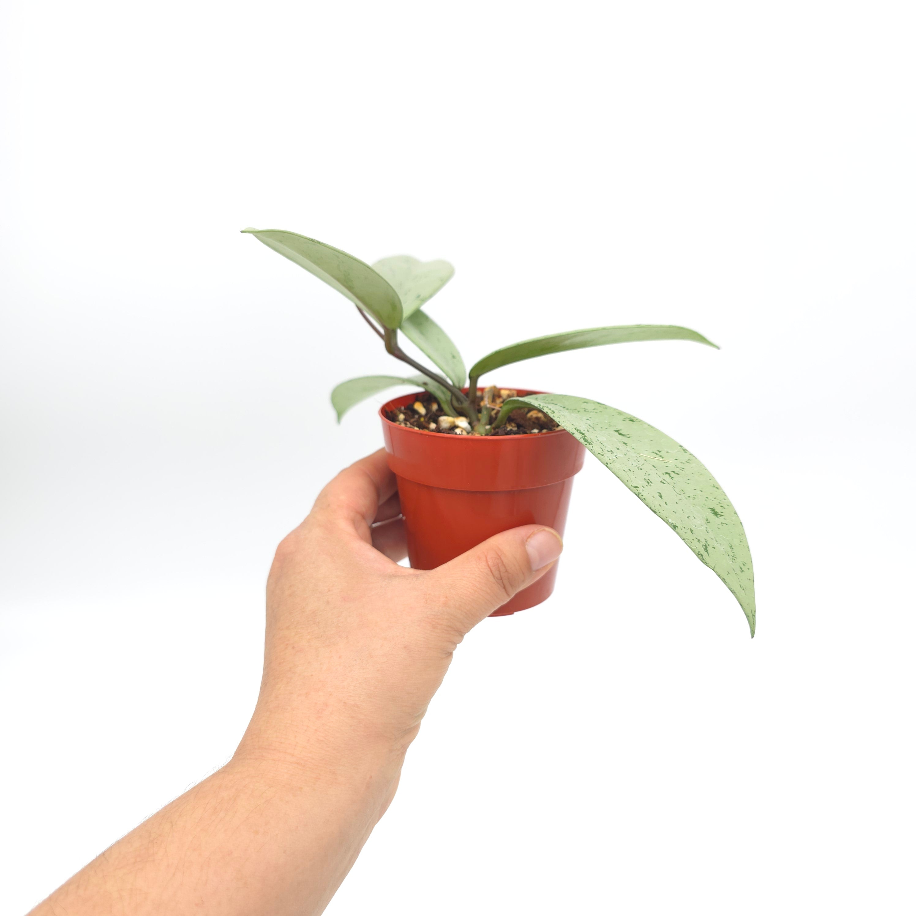 Hoya pubicalyx 'Pink Silver Ghost'