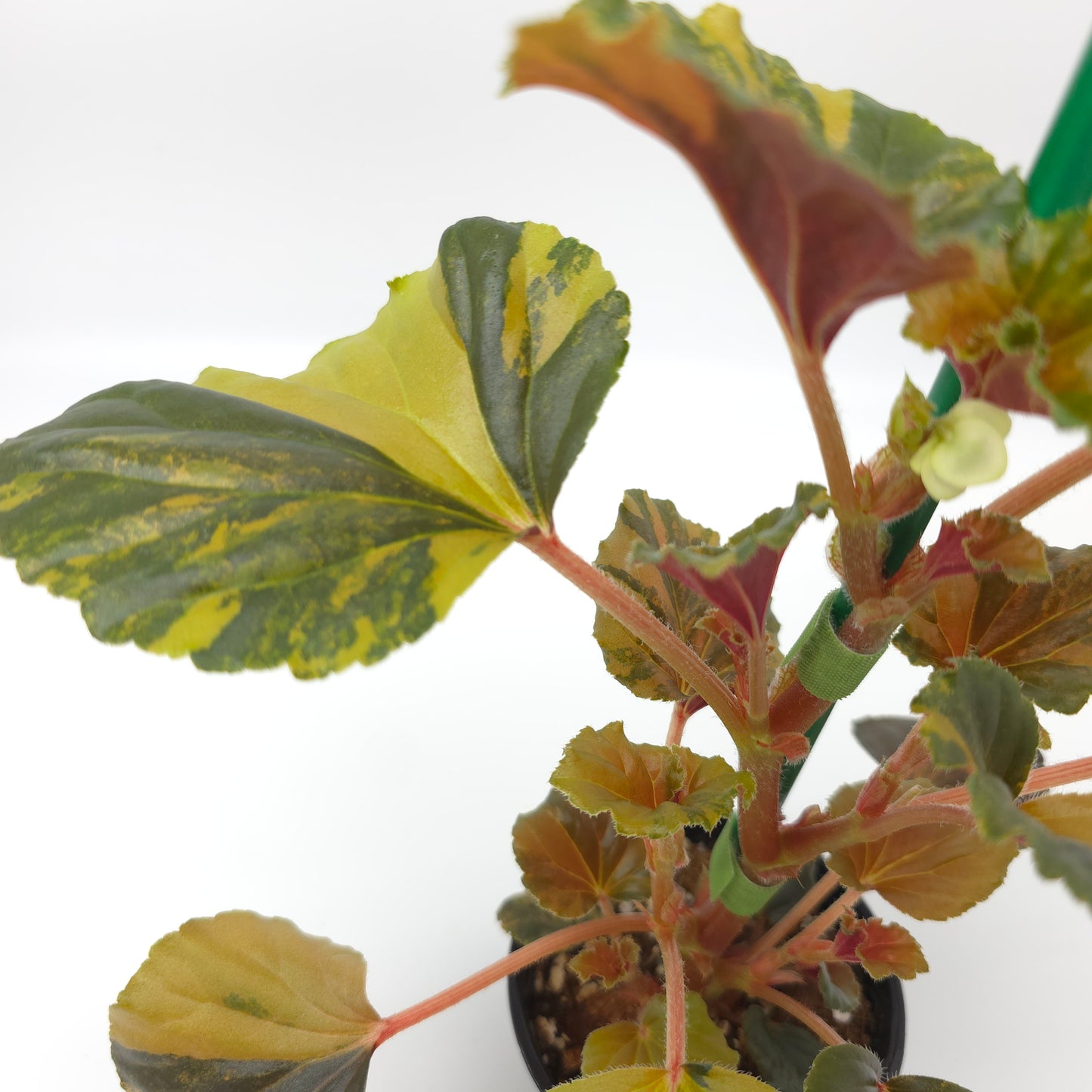 Begonia cucullata aurea variegata 4 inch pot