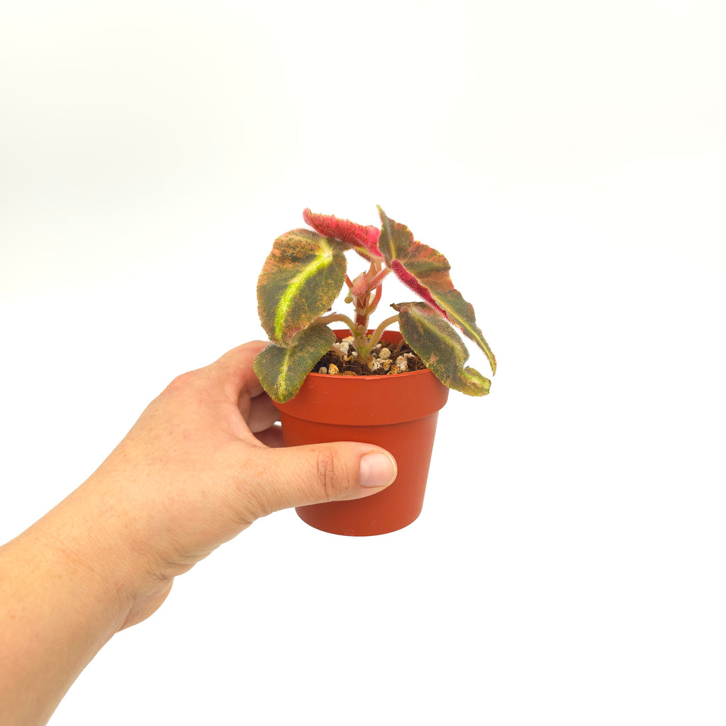 Begonia listada variegata 3 inch pot Growers Choice