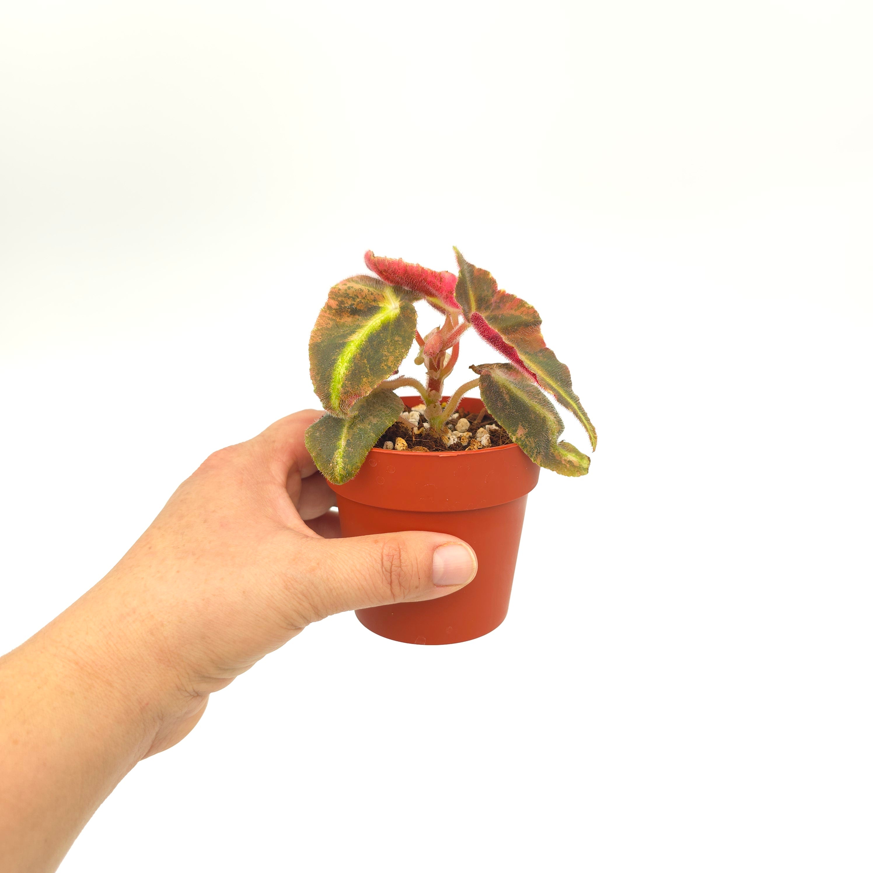 Begonia listada variegata 3 inch pot Growers Choice