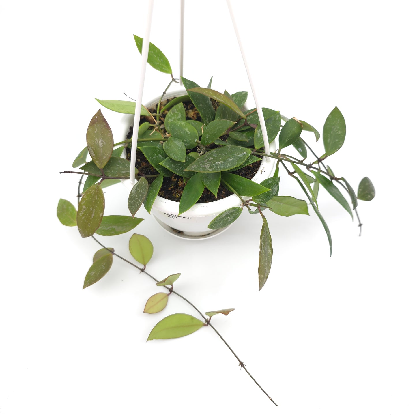 Hoya memoria (formerly gracilis) 4.5 inch hanging basket 243