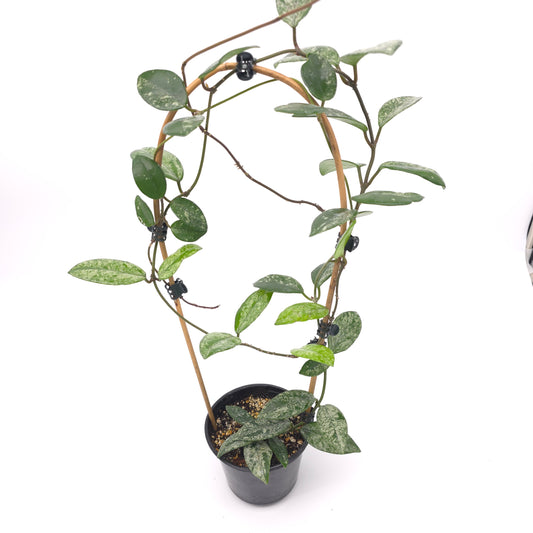 Hoya carnosa Wilber Graves China 4 inch pot 385