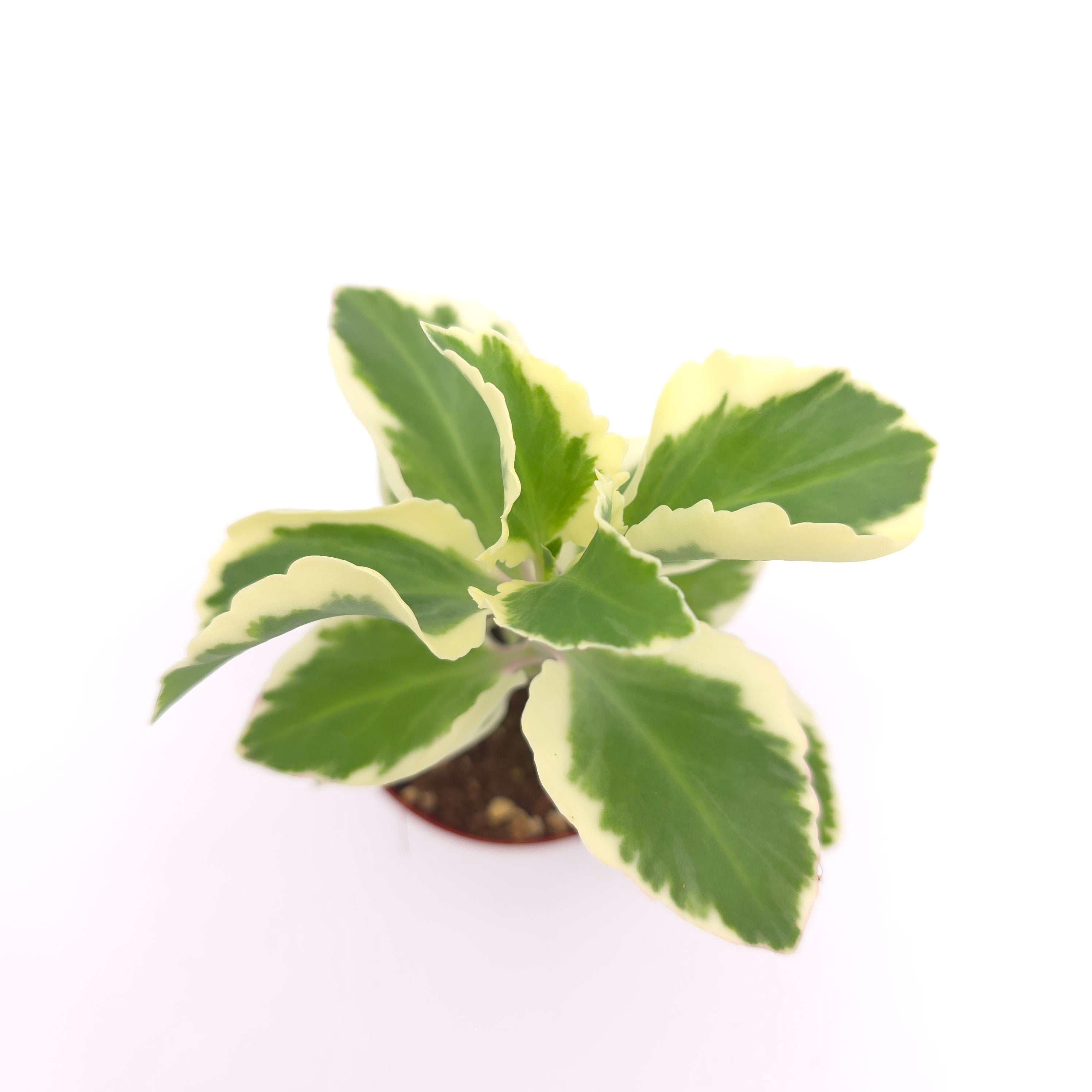Kalanchoe laciniata (outer variegated)3 inch pot Growers Choice