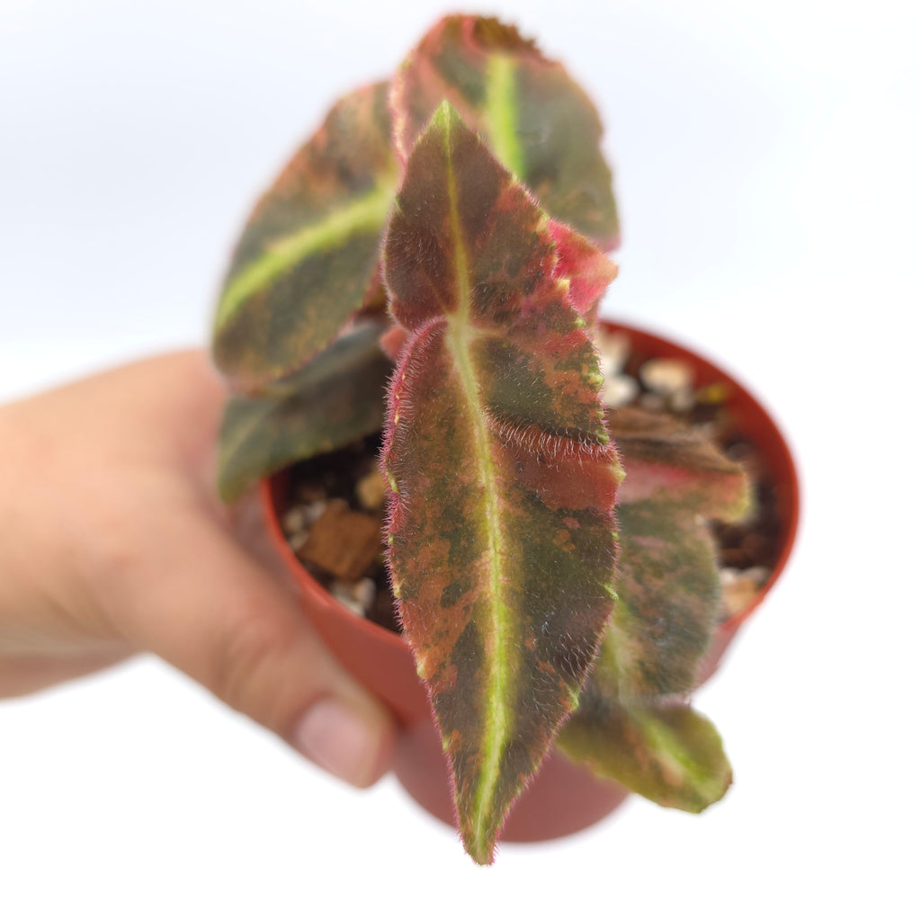 Begonia listada variegata 3 inch pot Growers Choice
