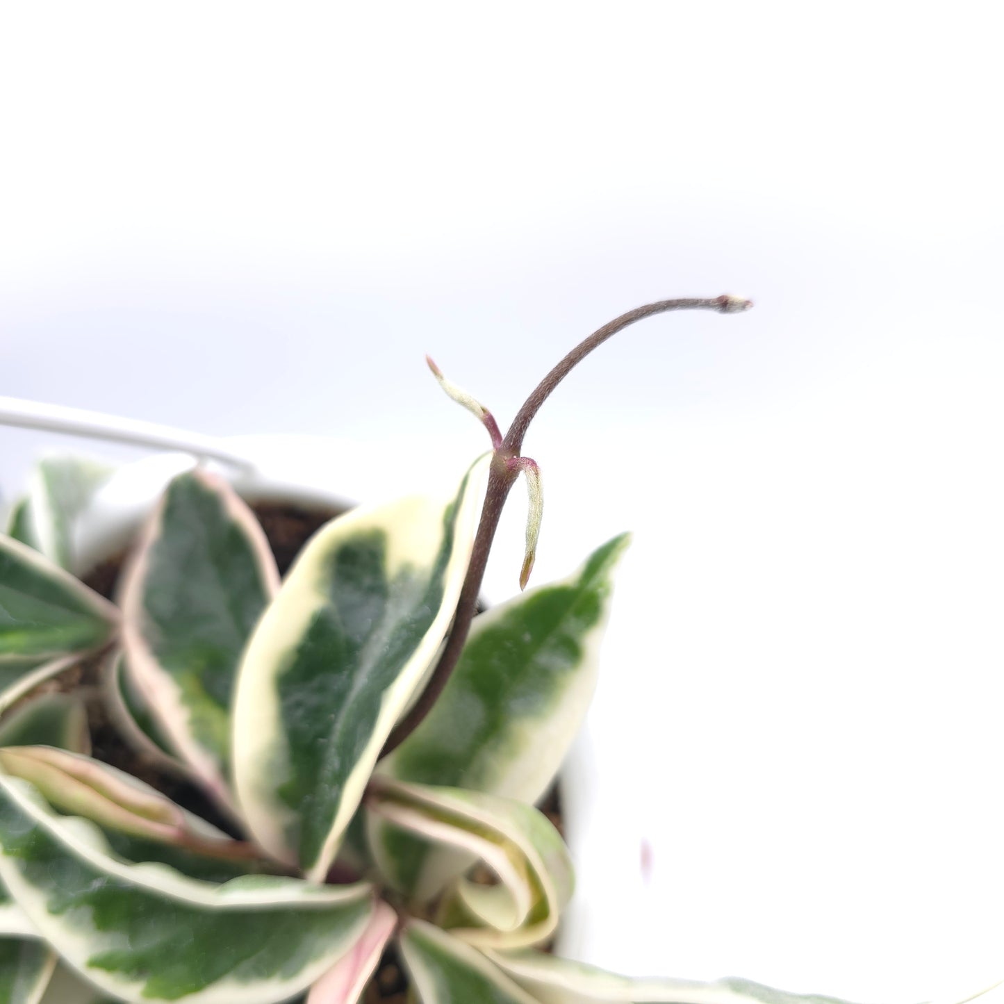 Hoya carnosa Suzie Q 4.5 inch hanging basket 364