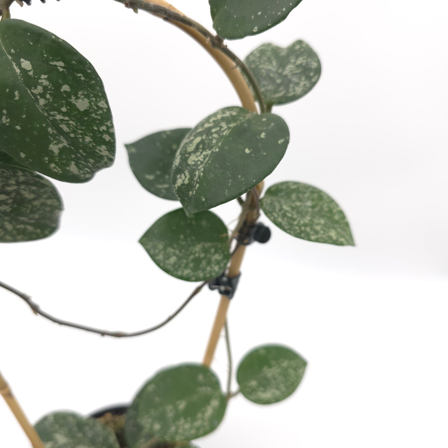 Hoya carnosa Freckles 4 inch pot 380