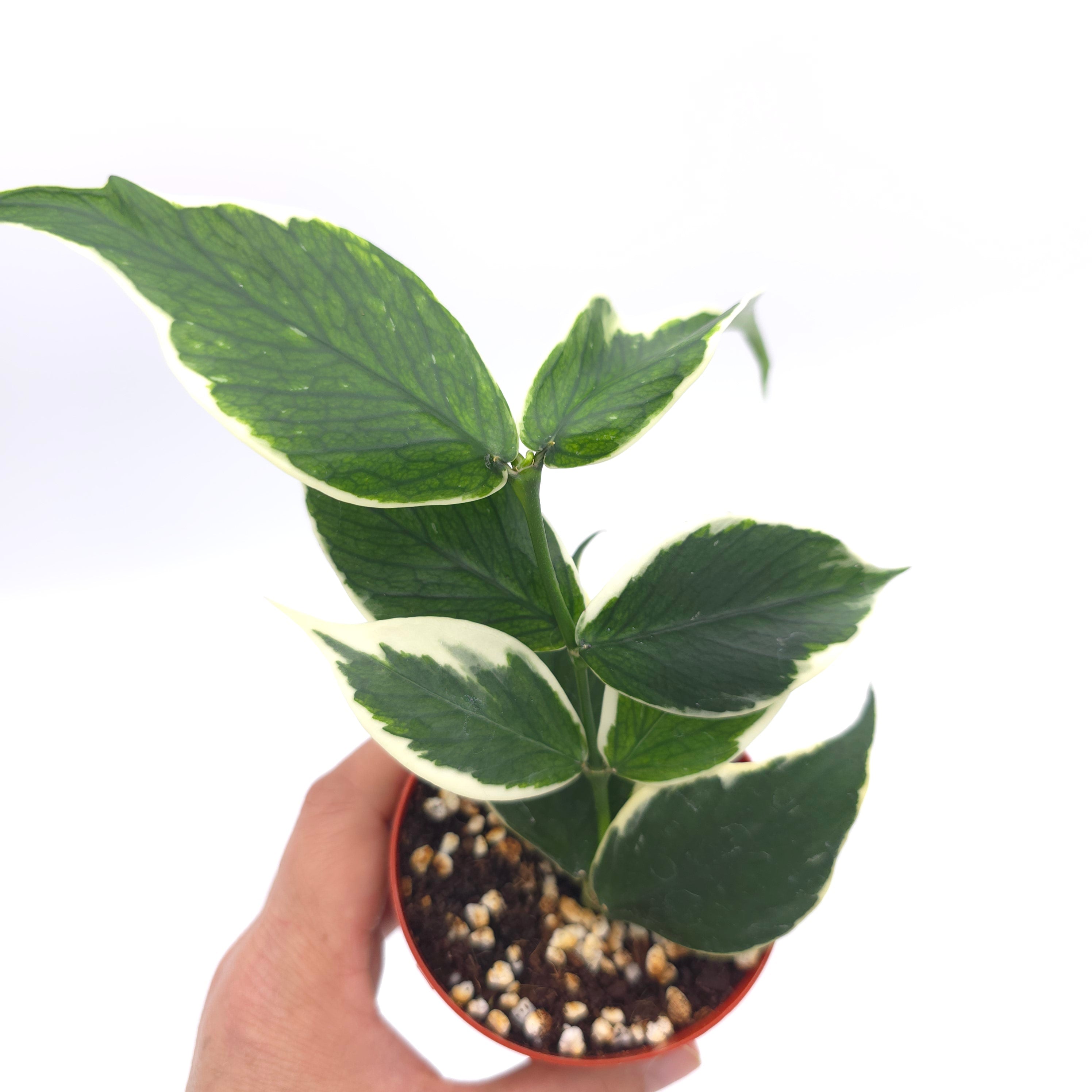 Hoya polyneura albomarginata  3 inch Growers Choice