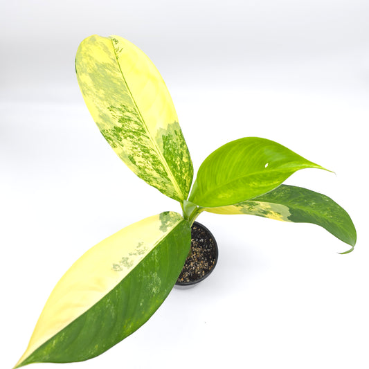 Dieffenbachia Big Ben 4 inch pot 199