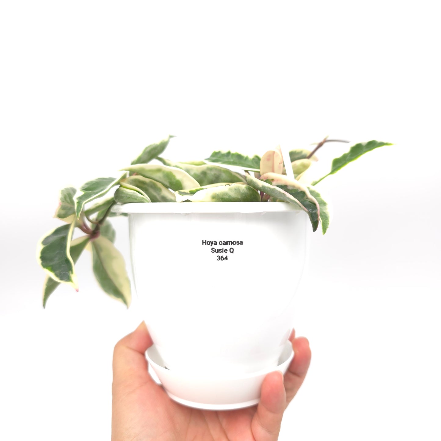 Hoya carnosa Suzie Q 4.5 inch hanging basket 364