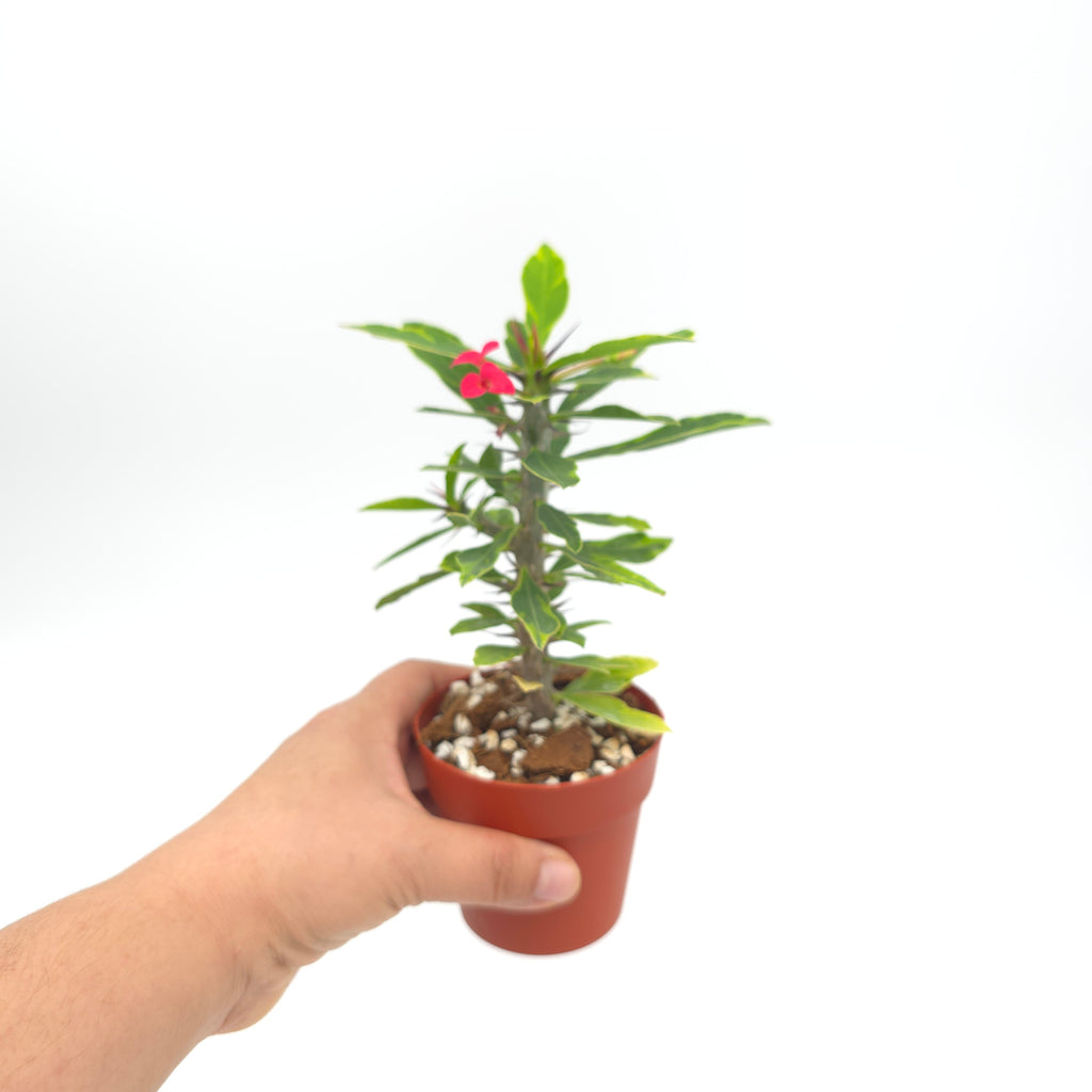 Euphorbia milli variegated (yellow variegated)