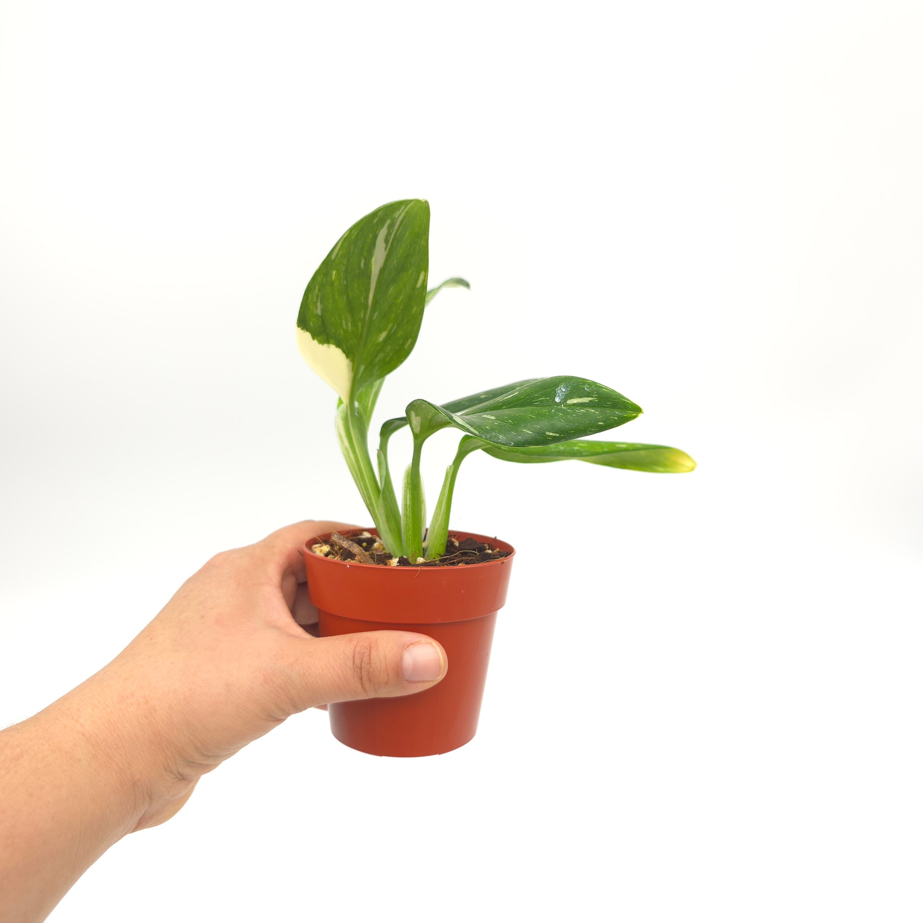 Monstera standleya albo variegated 3 inch pot Growers Choice